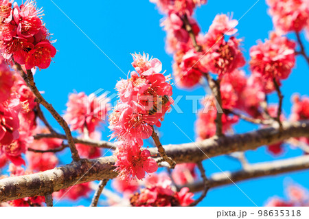 梅の花の蜜を吸う蜜蜂 98635318