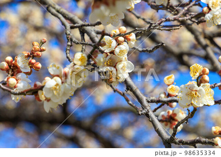 梅の花の蜜を吸う蜜蜂 98635334