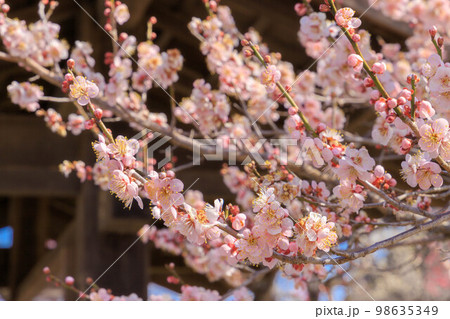 満開の紅梅 98635349