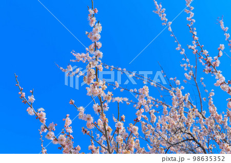 青空と越生梅林の白加賀 98635352