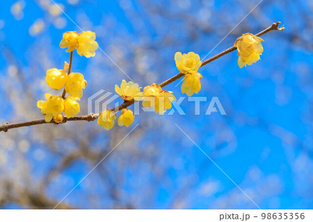 越生梅林のロウバイ 98635356