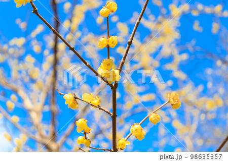 越生梅林のロウバイ 98635357