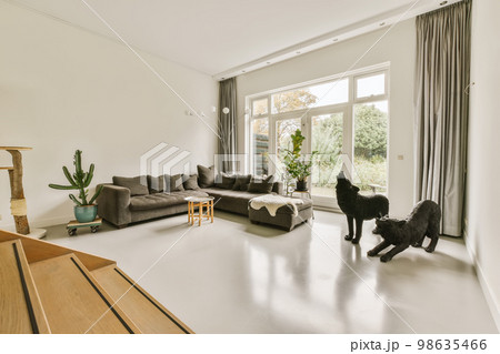 a living room with two couches and a cat standing on the floor in front of the window looking out a living room with two couches and a cat standing on the floor in front of the window looking out 98635466