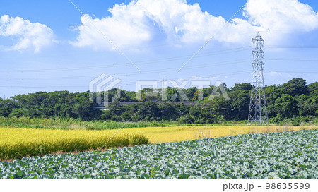 キャベツ畑と田んぼ キャベツ畑と田んぼ 98635599