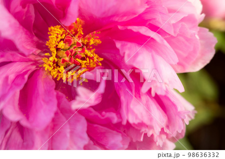 牡丹・花びら イメージ 牡丹・花びら イメージ 98636332