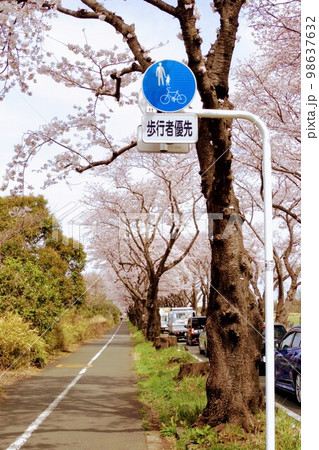 【瀬谷区】伐採予定の桜並木 98637632