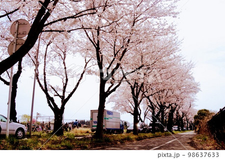 【瀬谷区】伐採予定の桜並木 【瀬谷区】伐採予定の桜並木 98637633