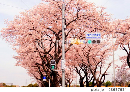 【瀬谷区】伐採予定の桜並木 98637634