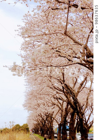【瀬谷区】伐採予定の桜並木 【瀬谷区】伐採予定の桜並木 98637635