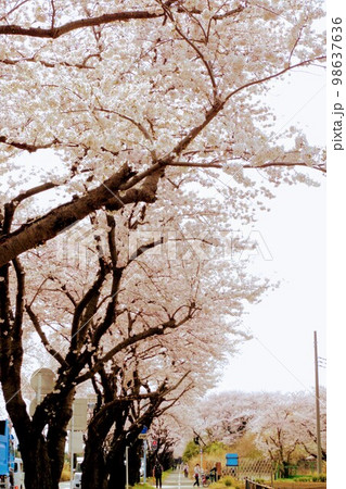 【瀬谷区】伐採予定の桜並木 98637636