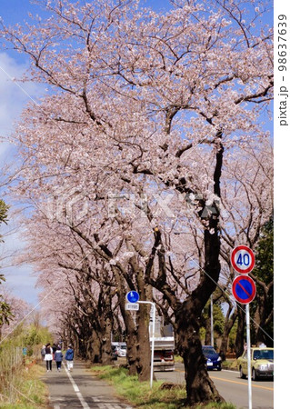 【瀬谷区】伐採予定の桜並木 【瀬谷区】伐採予定の桜並木 98637639