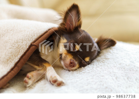 毛布をかけて眠るチワワの子犬 98637738