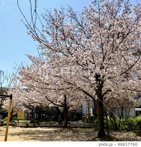 公園の桜 公園の桜 98637760