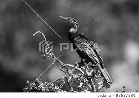 Mono African darter on branches facing left 98637839