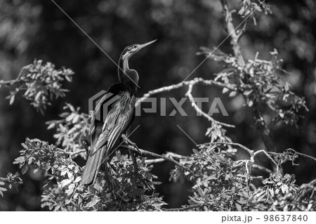 Mono African darter with catchlight on branch 98637840