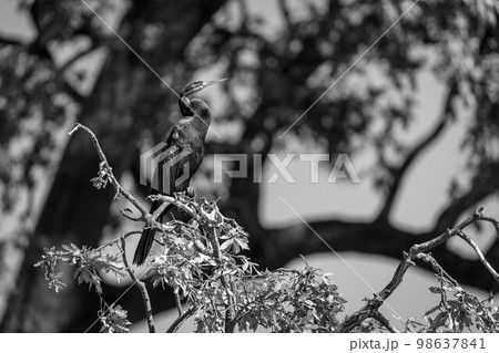Mono African darter with catchlight on branches 98637841