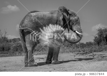 Mono African elephant squirts dust on flank 98637844
