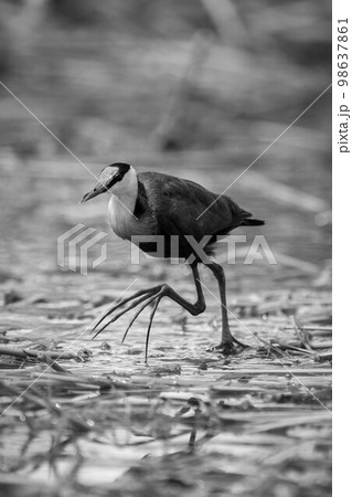 Mono African jacana crosses waterlilies lifting foot Mono African jacana crosses waterlilies lifting foot 98637861