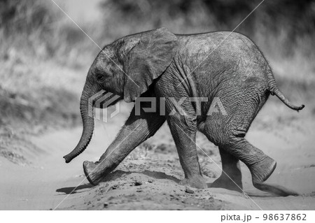 Mono baby African elephant runs across track Mono baby African elephant runs across track 98637862