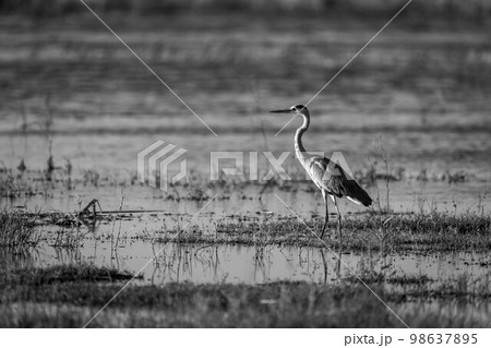 Mono grey heron in profile in shallows Mono grey heron in profile in shallows 98637895