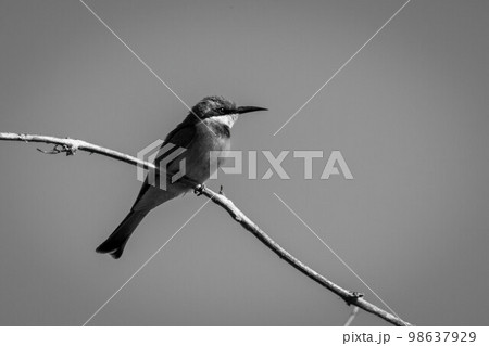 Mono little bee-eater facing right on branch Mono little bee-eater facing right on branch 98637929