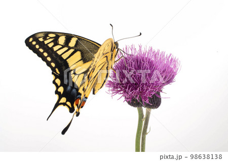 アザミにとまるキアゲハ 白背景 アザミにとまるキアゲハ 白背景 98638138
