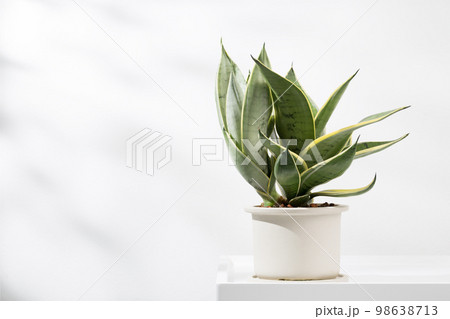 Snake plant dwarf varieties Snake plant dwarf varieties 98638713