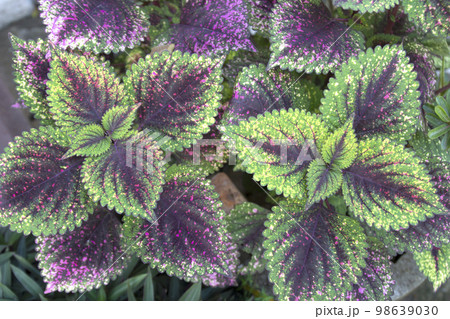 Tropical Plants with Colorful Leaves 98639030