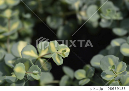 Variegated October stonecrop 98639183