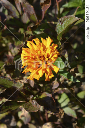 Orange colored zinnia 98639184