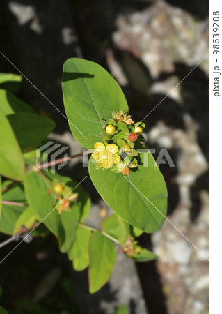 St Johns-wort Grandflorum St Johns-wort Grandflorum 98639208