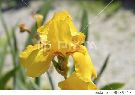 Tall bearded iris Royal Sovereign Tall bearded iris Royal Sovereign 98639217