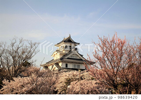 長浜城と桜 98639420