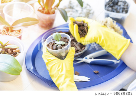 orchid transplanting, woman transplanting houseplants orchid transplanting, woman transplanting houseplants 98639805