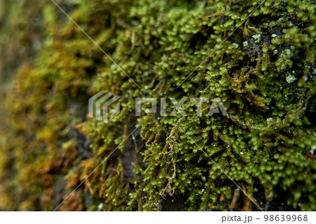 Close-up of details of moss growing on a rock in the mountains Close-up of details of moss growing on a rock in the mountains 98639968