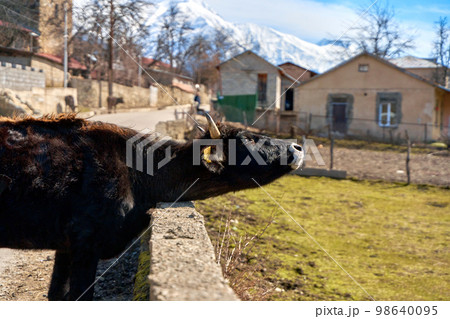 A young bull enjoys the early spring sunshine while basking by the fence along the road A young bull enjoys the early spring sunshine while basking by the fence along the road 98640095