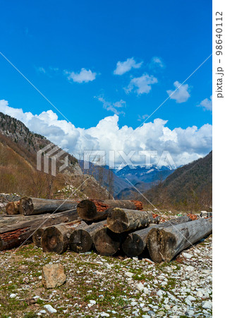 Stakes of old felled trees in the mountains. Landscape view of the mountain valley Stakes of old felled trees in the mountains. Landscape view of the mountain valley 98640112