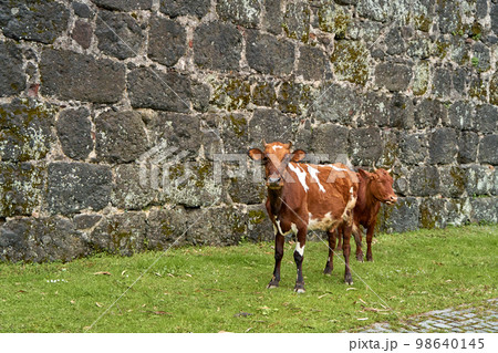 A brown cow with a calf near the stone wall of the castle 98640145