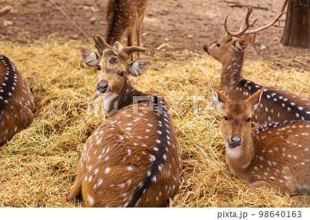 A herd of spotted deer resting safely in the zoo 98640163