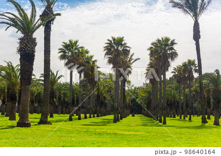 Smooth rows of palm trees growing in the city recreation park 98640164