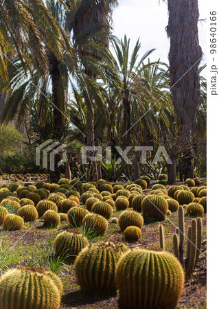 Cactus Valley. Cactus park. Green prickly plants 98640166