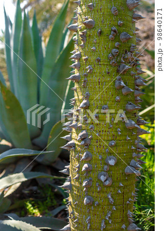 The trunk of a tree is covered with hard thorns. Nature is protected from external threats 98640171