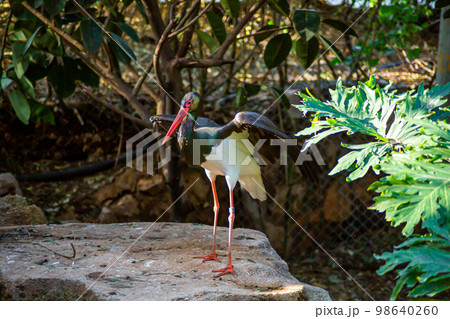 Black stork in the zoo in the forest Black stork in the zoo in the forest 98640260