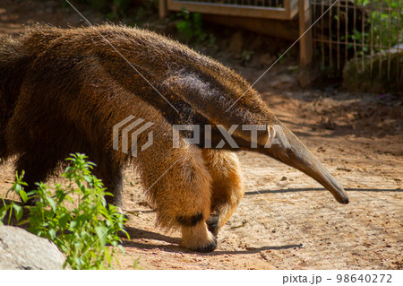 The anteater walks through its enclosure at the zoo 98640272