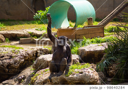 Little gorilla is bored at the zoo 98640284