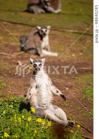 Lemur on the lawn basking in the sun 98640285