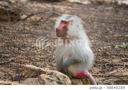 baboons in the zoo and they daily routine baboons in the zoo and they daily routine 98640289