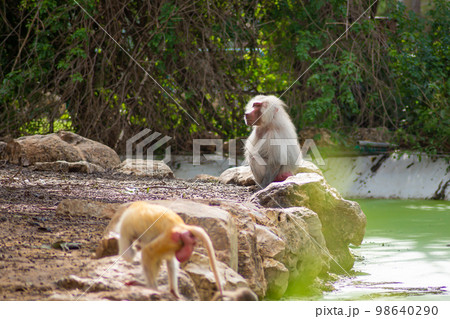 baboons in the zoo and they daily routine 98640290