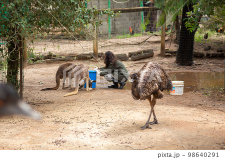 A zoo employee girl feeds a kangaroo at the zoo A zoo employee girl feeds a kangaroo at the zoo 98640291
