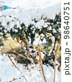 雪の中から新芽が出ている樹木 98640751